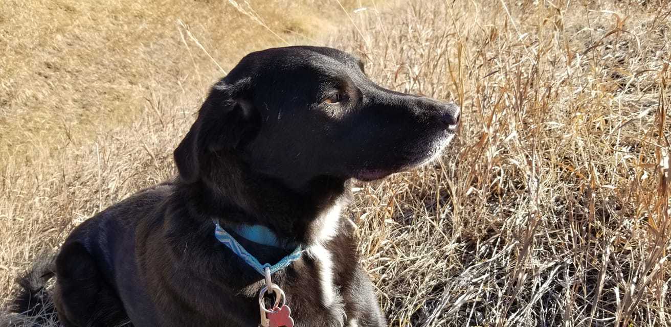 Ranger, a Adoptable mixed breed in Sheridan, WY image 1/3