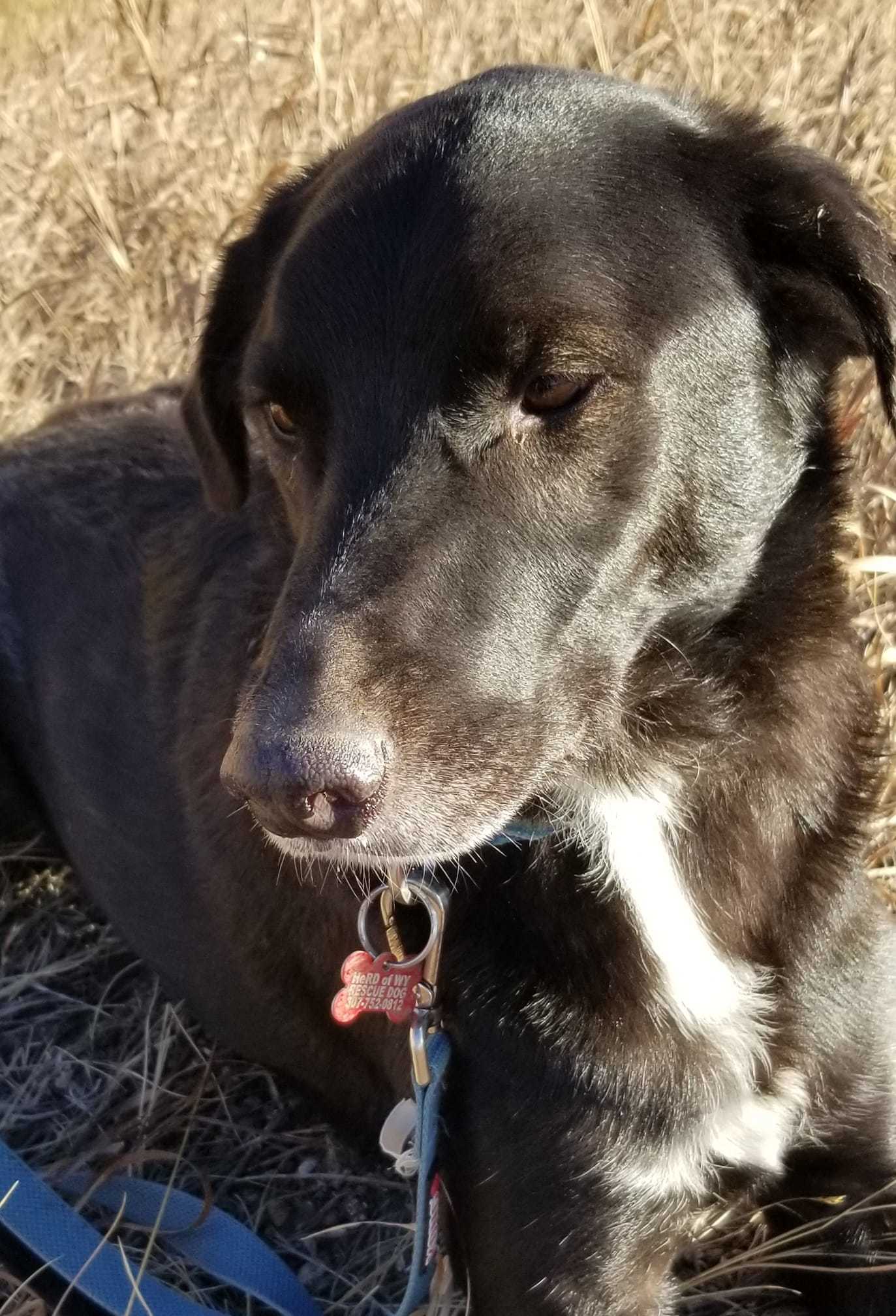 Ranger, a Adoptable mixed breed in Sheridan, WY image 2/3