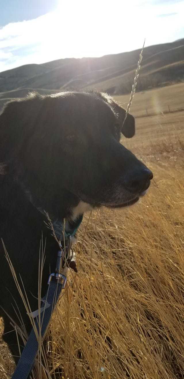 Ranger, a Adoptable mixed breed in Sheridan, WY image 3/3