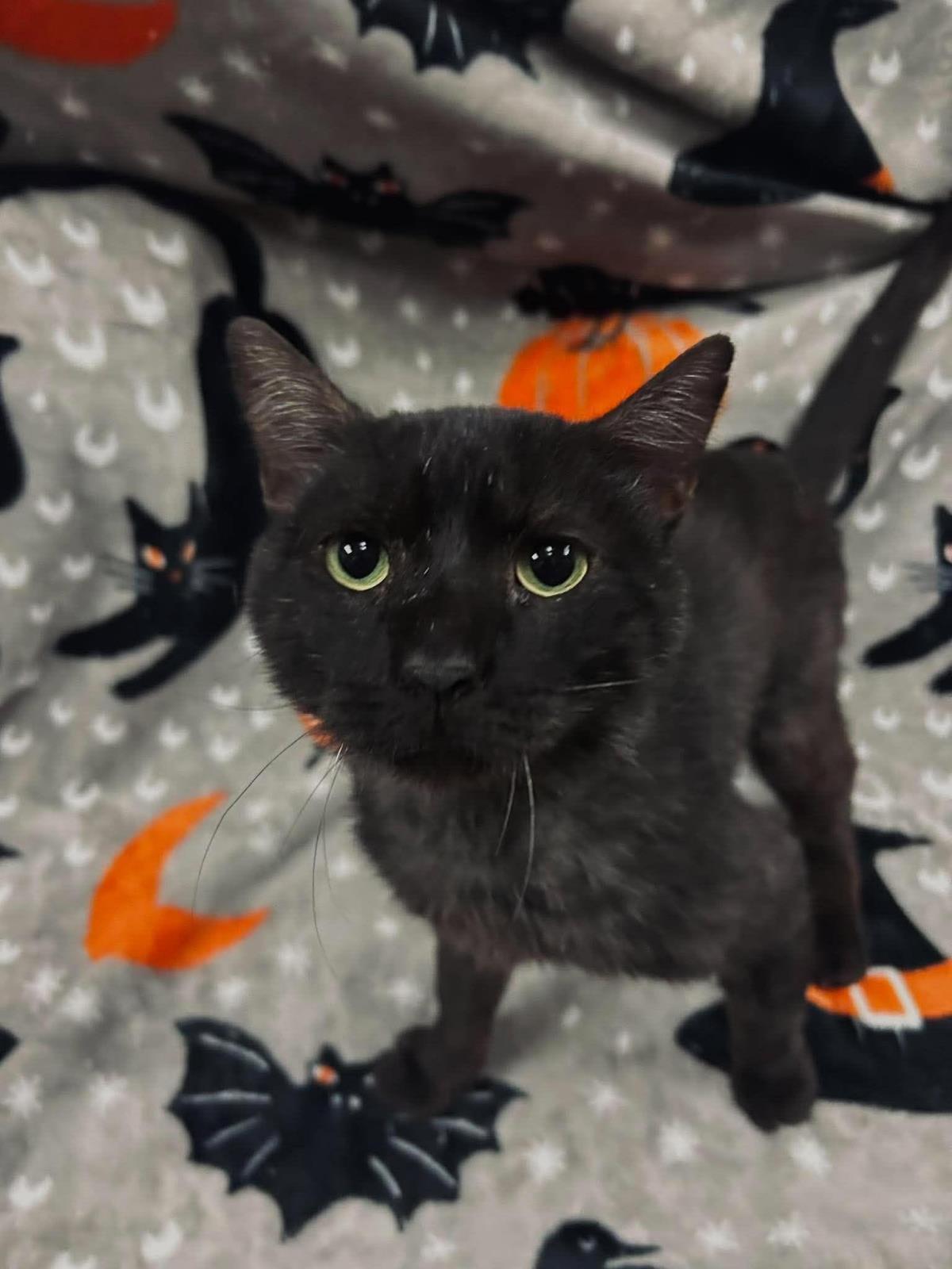 Enlarge Carl, a Adoptable Domestic Short Hair in Rockwall, TX image 1/3