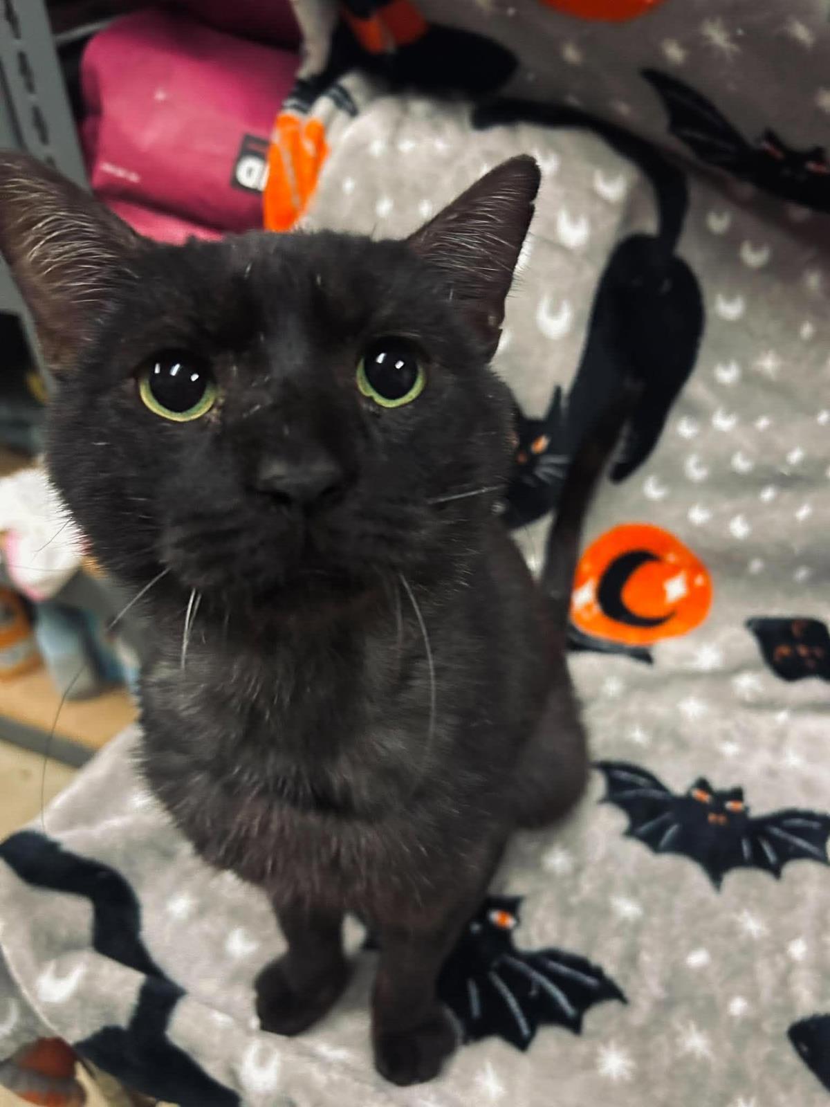 Enlarge Carl, a Adoptable Domestic Short Hair in Rockwall, TX image 2/3