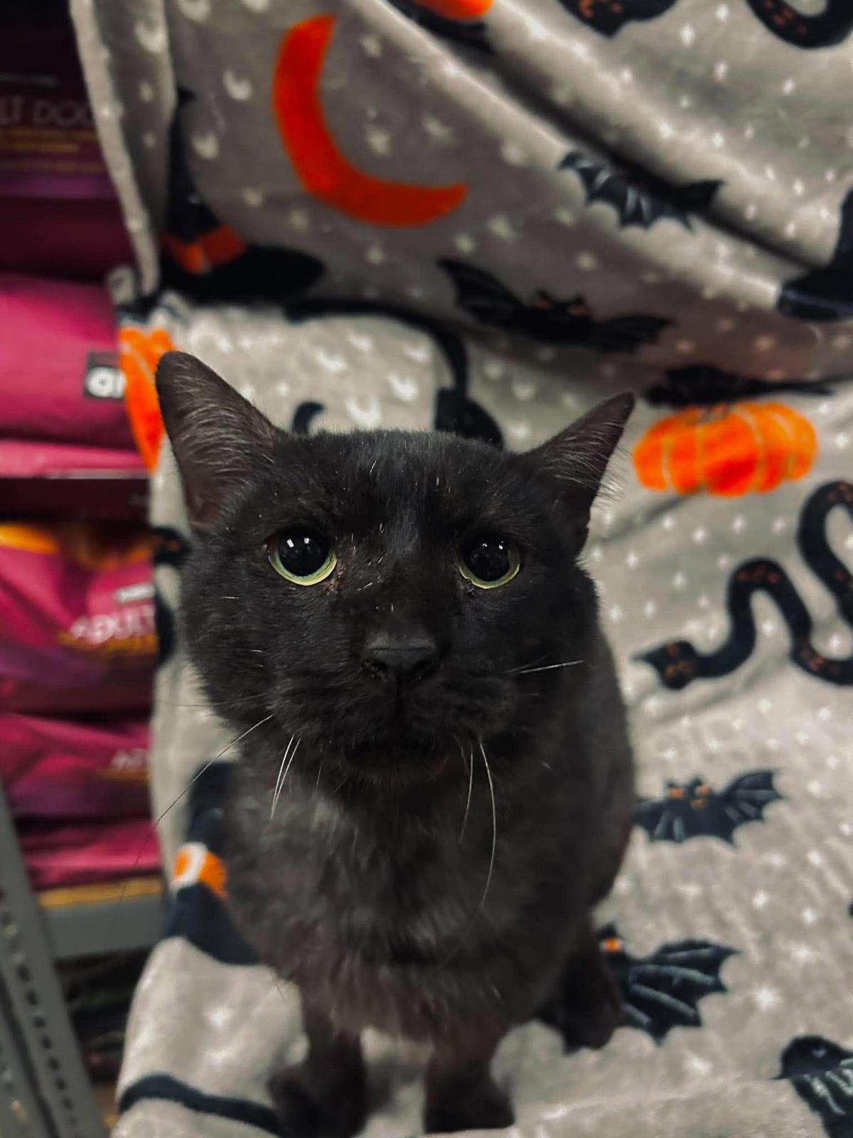 Enlarge Carl, a Adoptable Domestic Short Hair in Rockwall, TX image 3/3