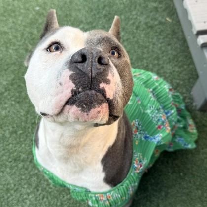 Saffron, Adoptable, Adult Female Pit Bull Terrier.