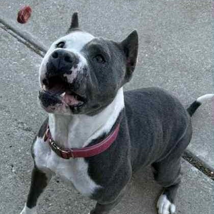 Enlarge Saffron, a Adoptable mixed breed in The Colony, TX image 3/6