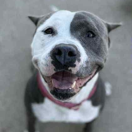 Enlarge Saffron, a Adoptable mixed breed in The Colony, TX image 6/6