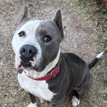 Enlarge Saffron, an adopted mixed breed in The Colony, TX image 6/6