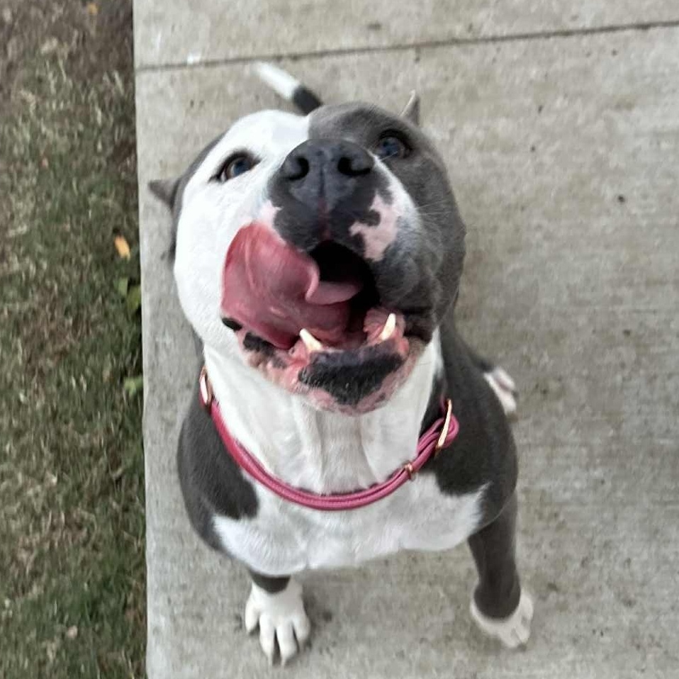 Enlarge Saffron, a Adoptable mixed breed in The Colony, TX image 4/6