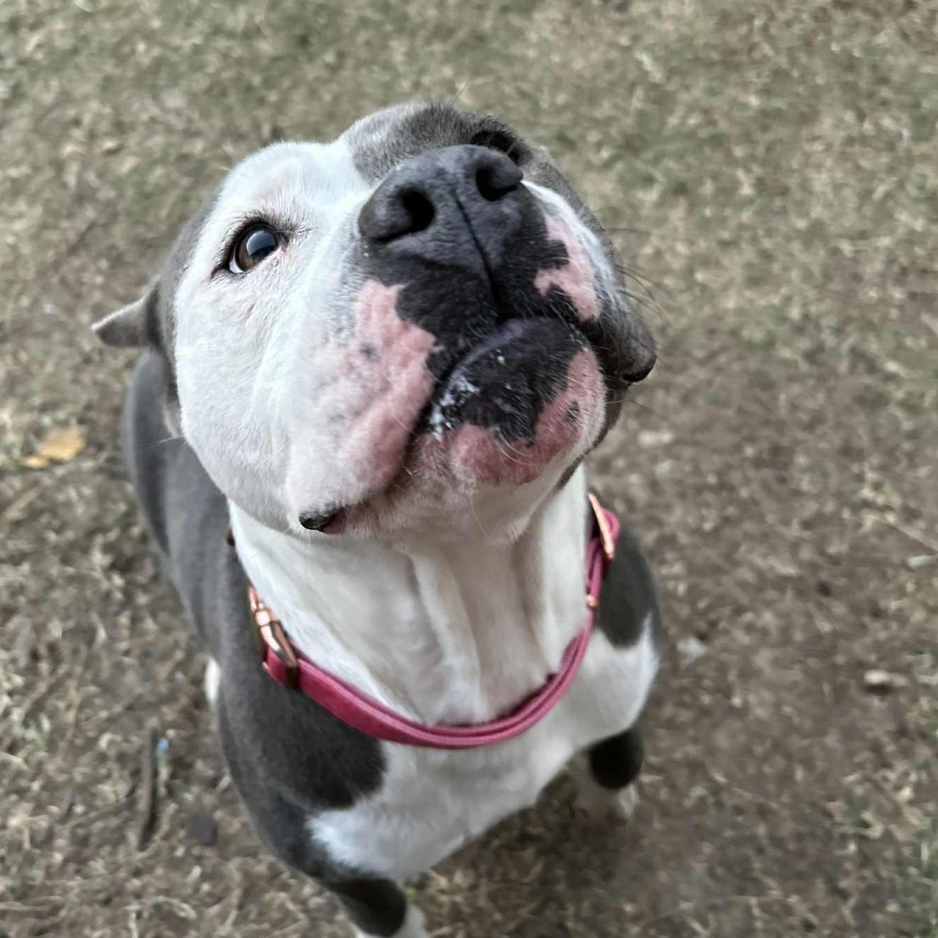 Enlarge Saffron, a Adoptable mixed breed in The Colony, TX image 5/6