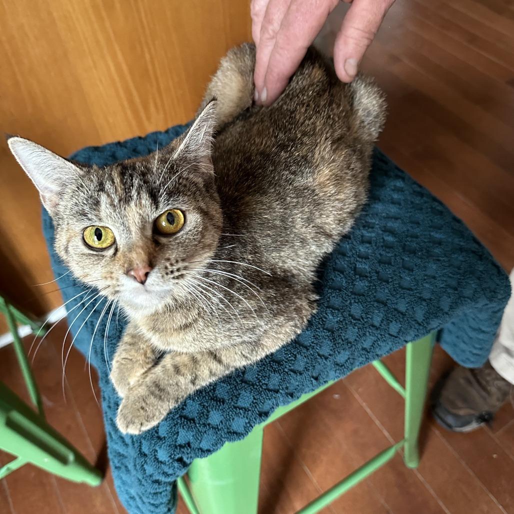 Maple, Adoptable, Adult Female Domestic Short Hair & Domestic Short Hair.