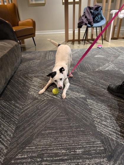 Emily, Adoptable, Adult Female Mixed Breed & Mixed Breed.