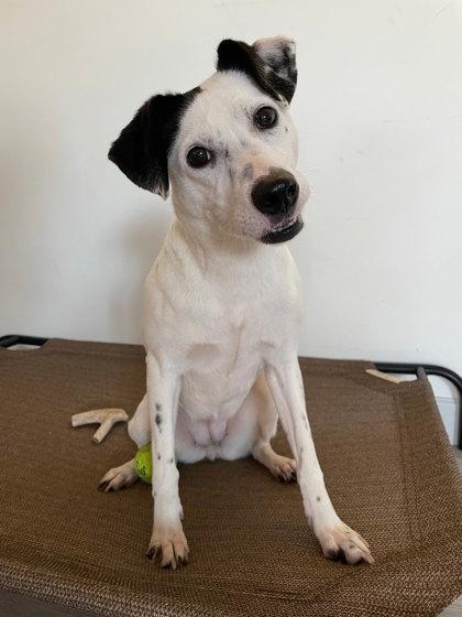 Enlarge Emily, a Adoptable Mixed Breed in South Bend, IN image 2/2