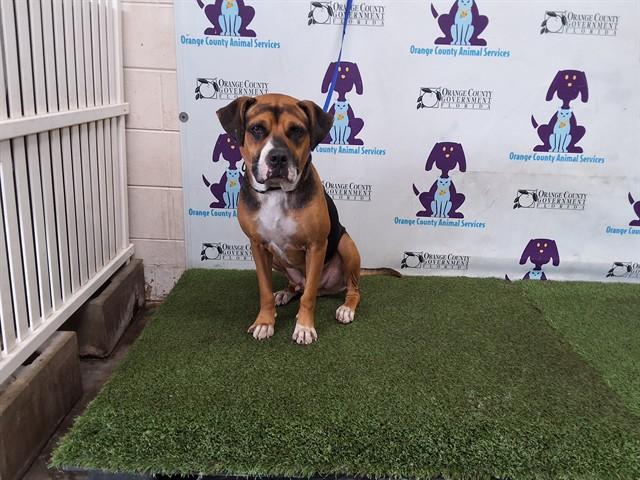 Enlarge KAI, a Adoptable mixed breed in Orlando, FL image 1/1