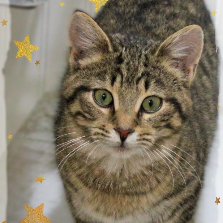 Saul, adopted, Kitten Male Tabby.