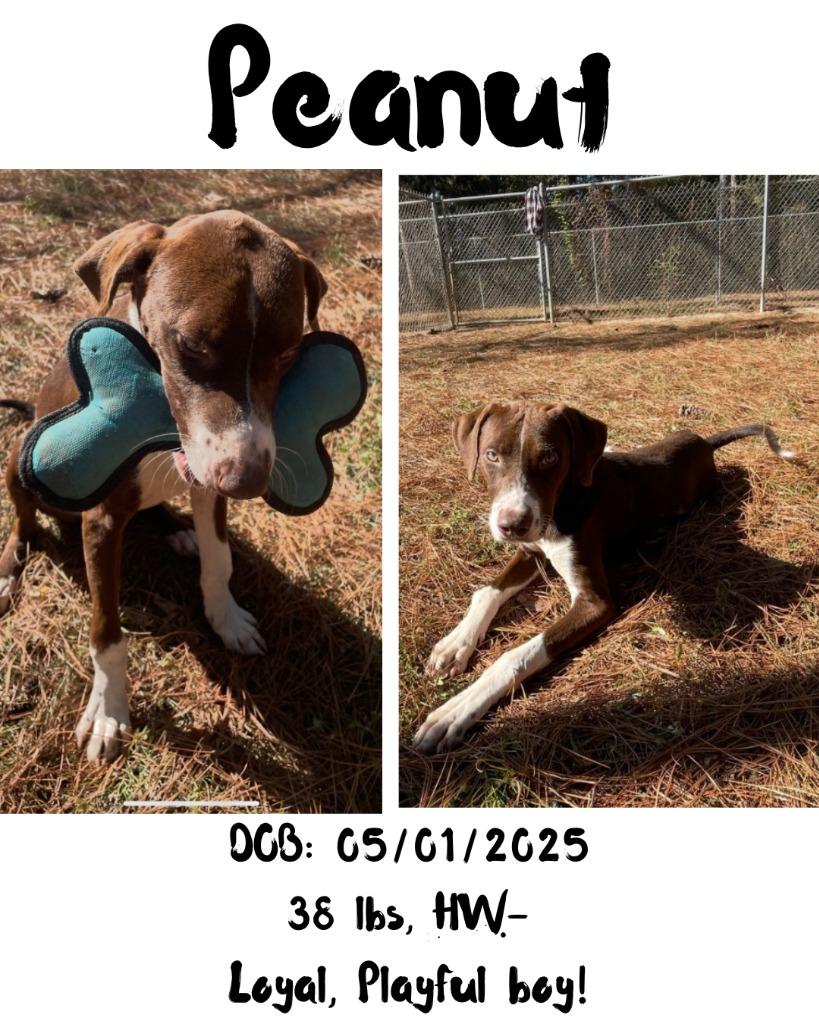 Enlarge Peanut, a Adoptable mixed breed in Albany, GA image 1/6