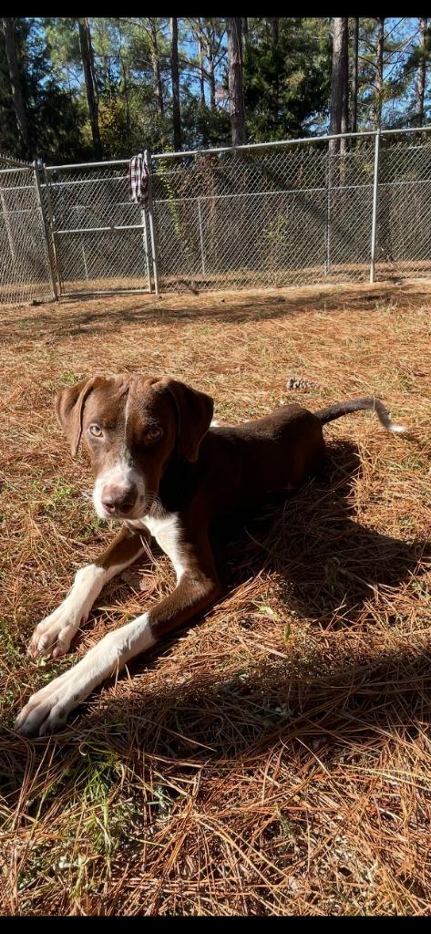 Peanut, Adoptable, Young Male Mixed Breed.