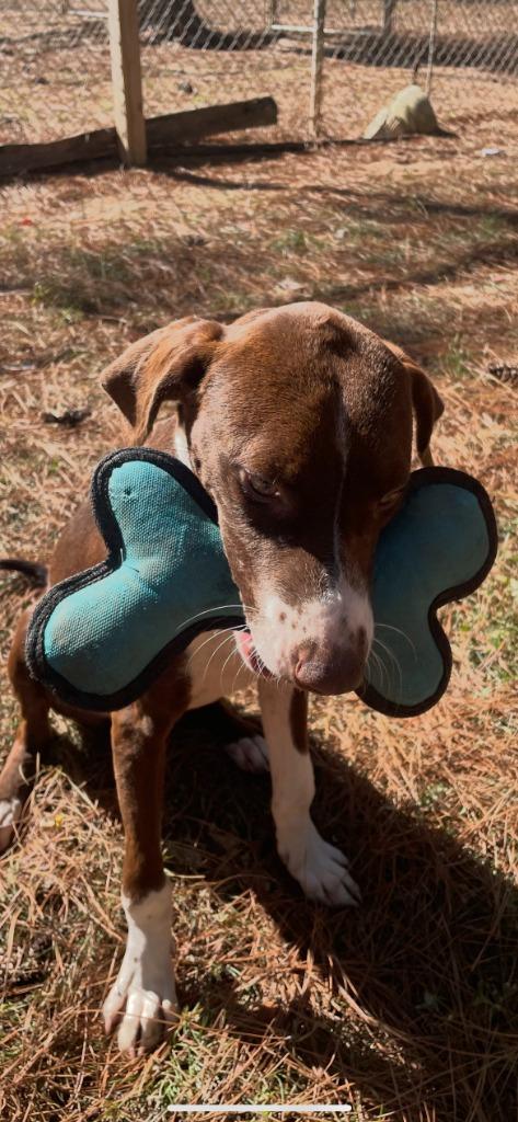 Enlarge Peanut, a Adoptable mixed breed in Albany, GA image 2/6