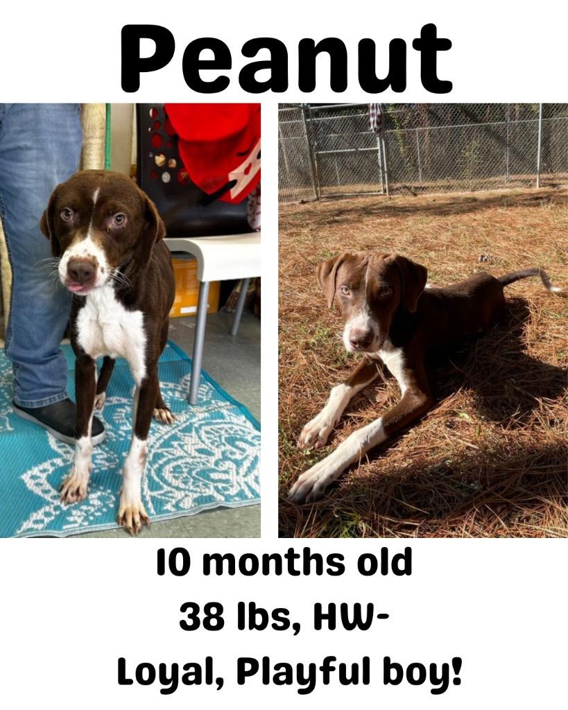 Enlarge Peanut, a Adoptable mixed breed in Albany, GA image 3/6