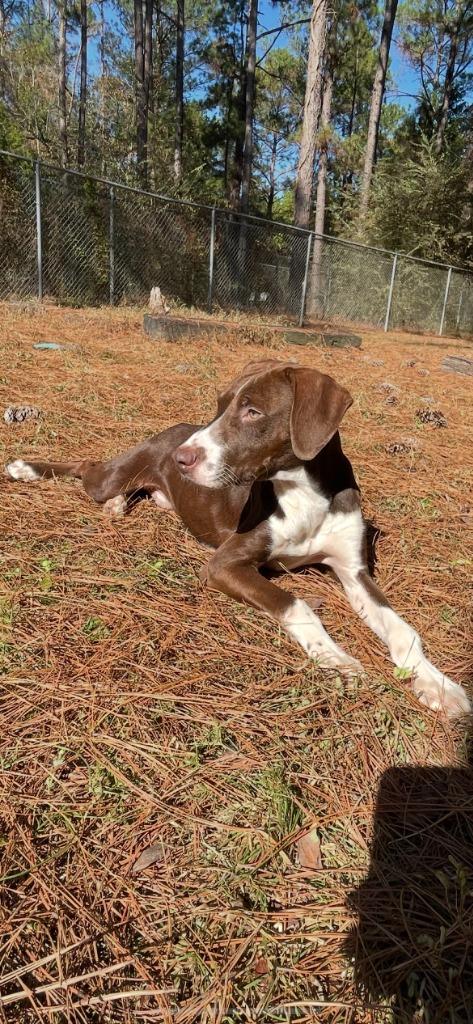 Enlarge Peanut, a Adoptable mixed breed in Albany, GA image 4/6