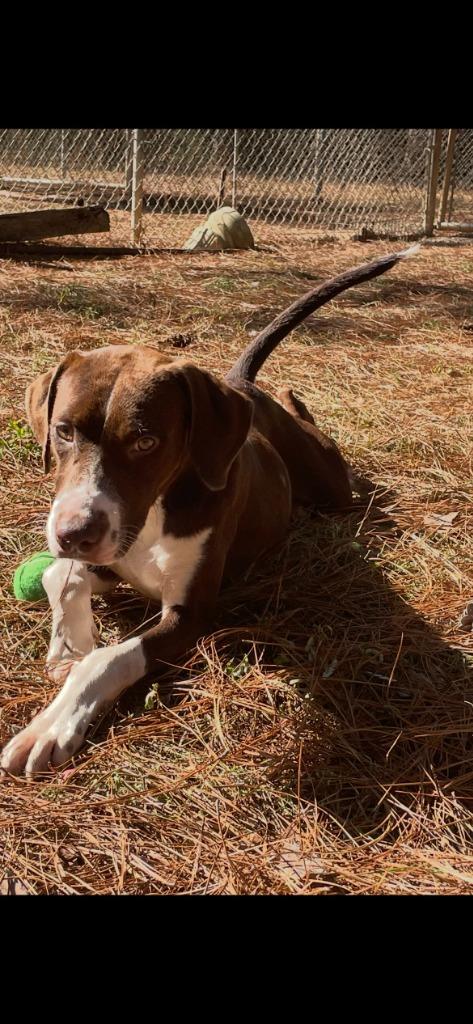 Enlarge Peanut, a Adoptable mixed breed in Albany, GA image 6/6