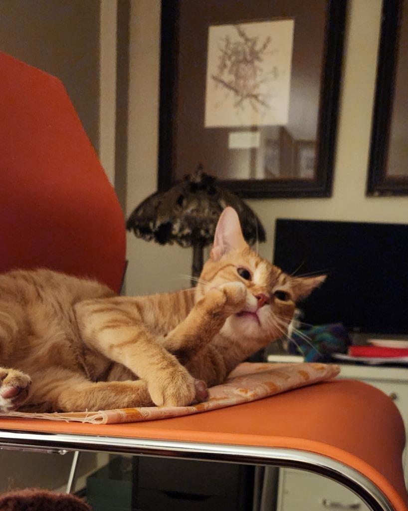 Gojo, Adoptable, Young Male Domestic Short Hair.