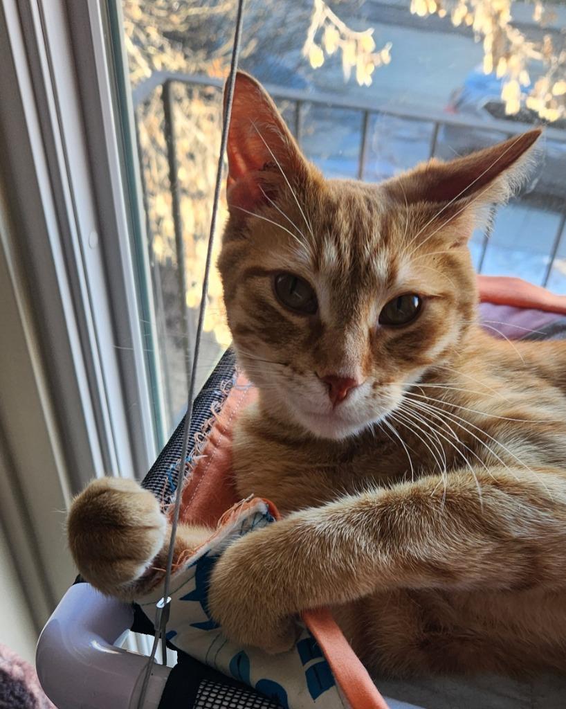 Gojo, Adoptable, Young Male Domestic Short Hair.