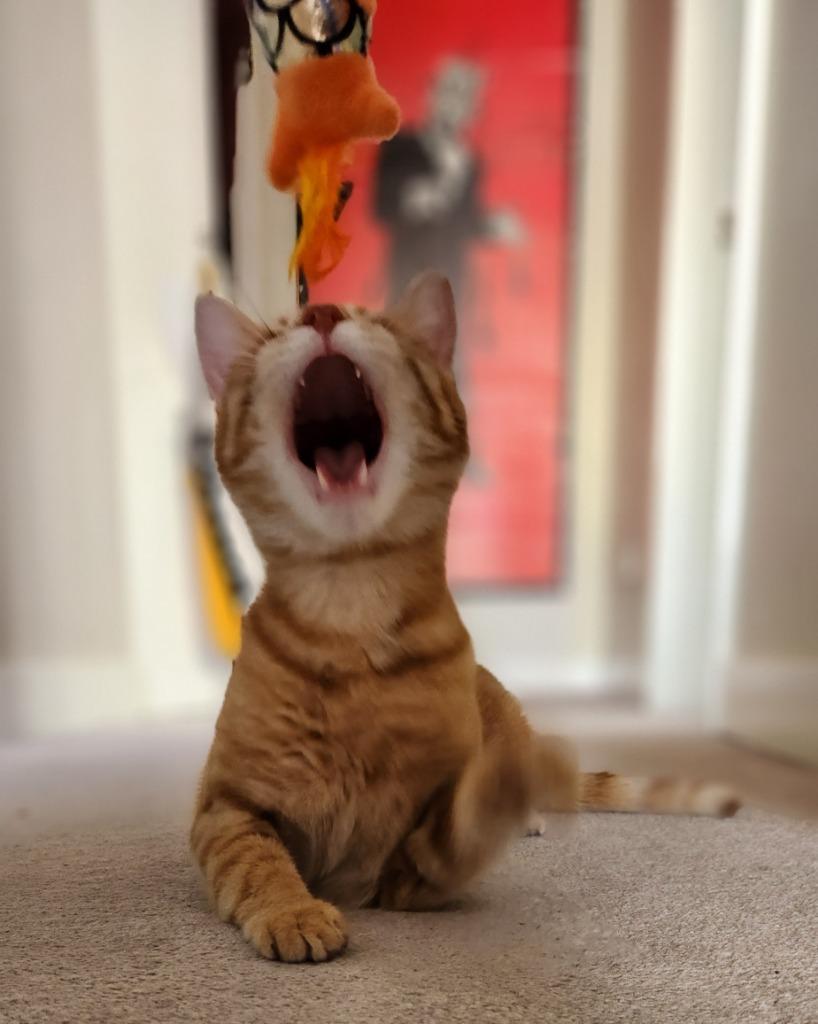 Enlarge Gojo, a Adoptable mixed breed in Calgary, AB image 2/6