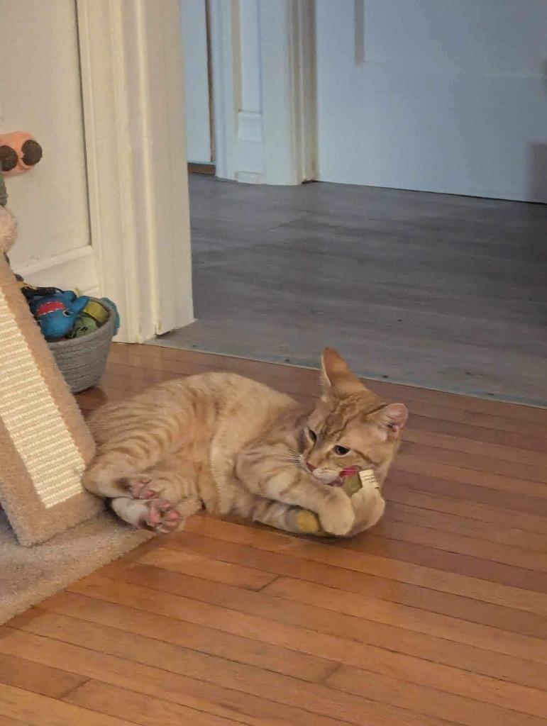 Enlarge Gojo, a Adoptable mixed breed in Calgary, AB image 3/6