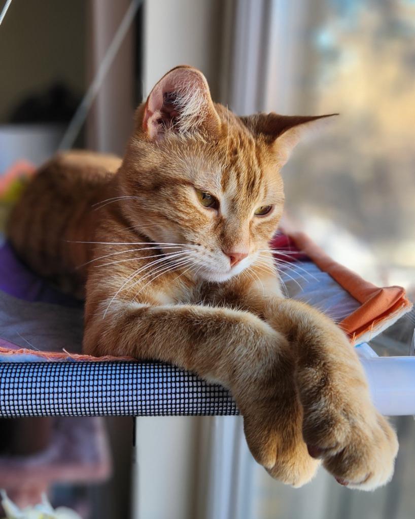 Gojo, a Adoptable mixed breed in Calgary, AB image 3/6