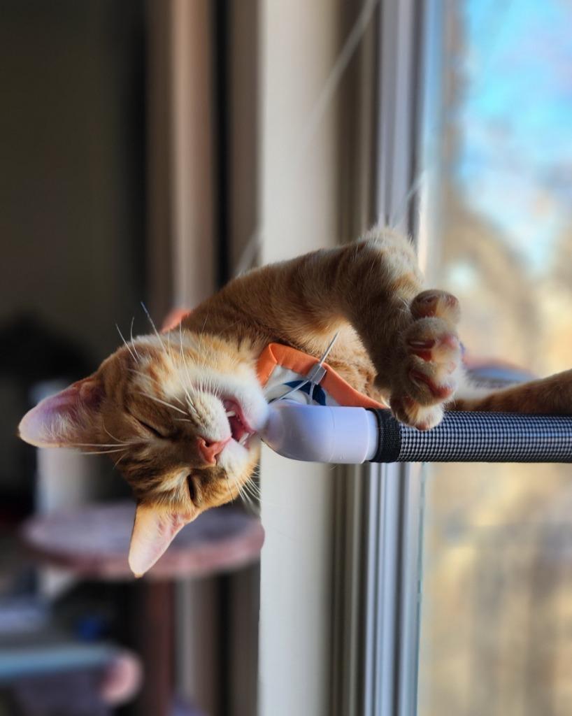 Gojo, a Adoptable mixed breed in Calgary, AB image 5/6