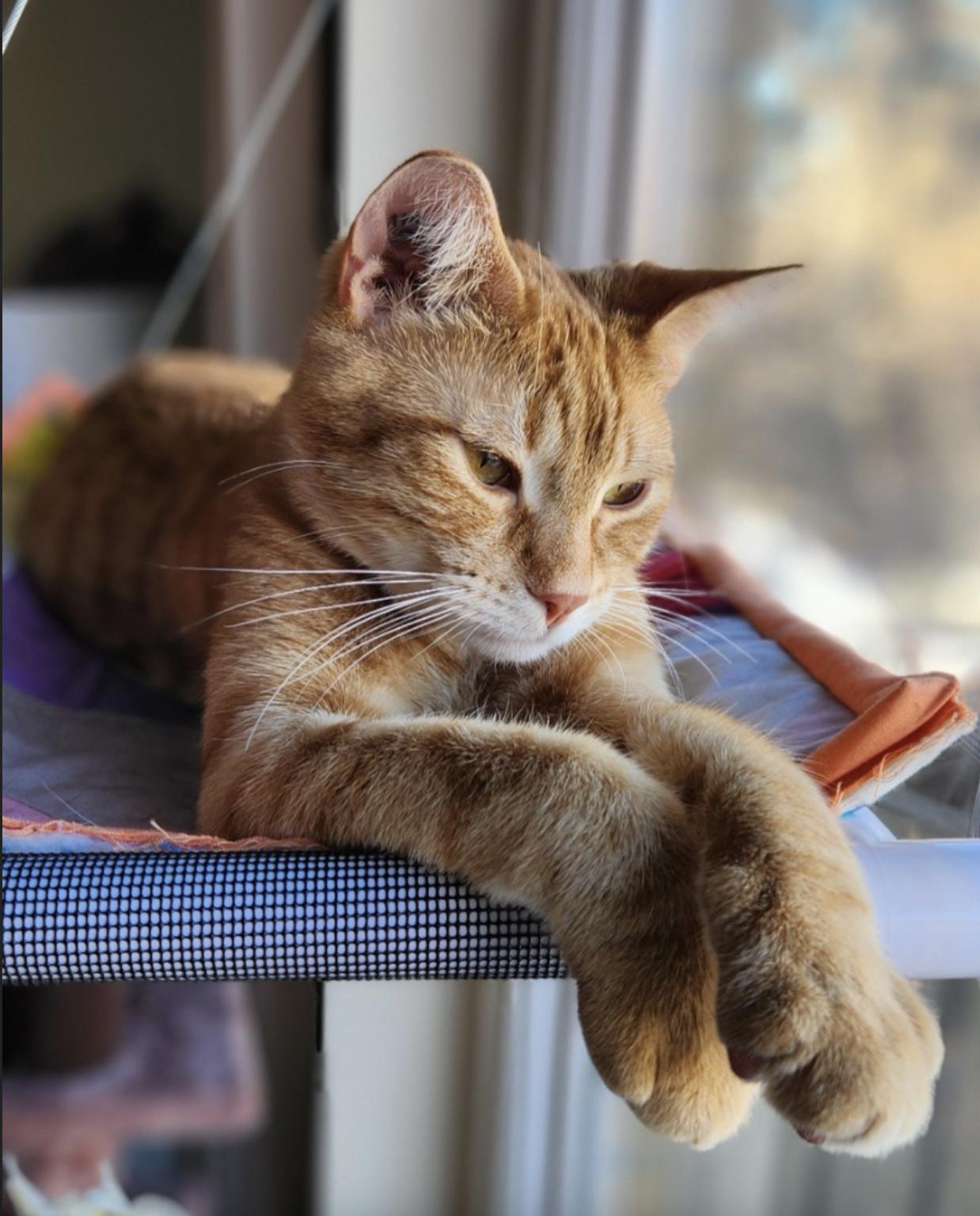 Gojo, Young Male Domestic Short Hair