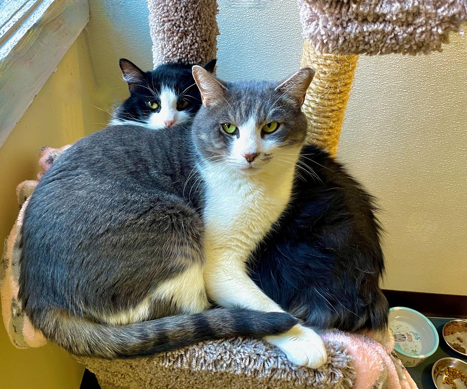 Miara, Adoptable, Adult Female Manx & Domestic Medium Hair.