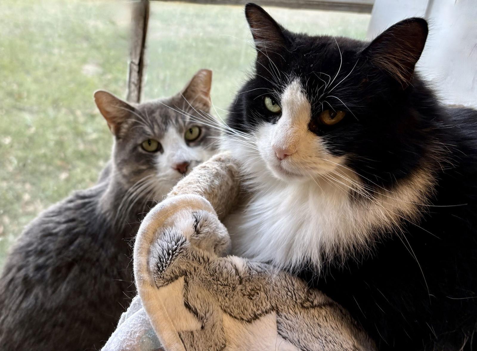 Miara, Adoptable, Adult Female Manx & Domestic Medium Hair.