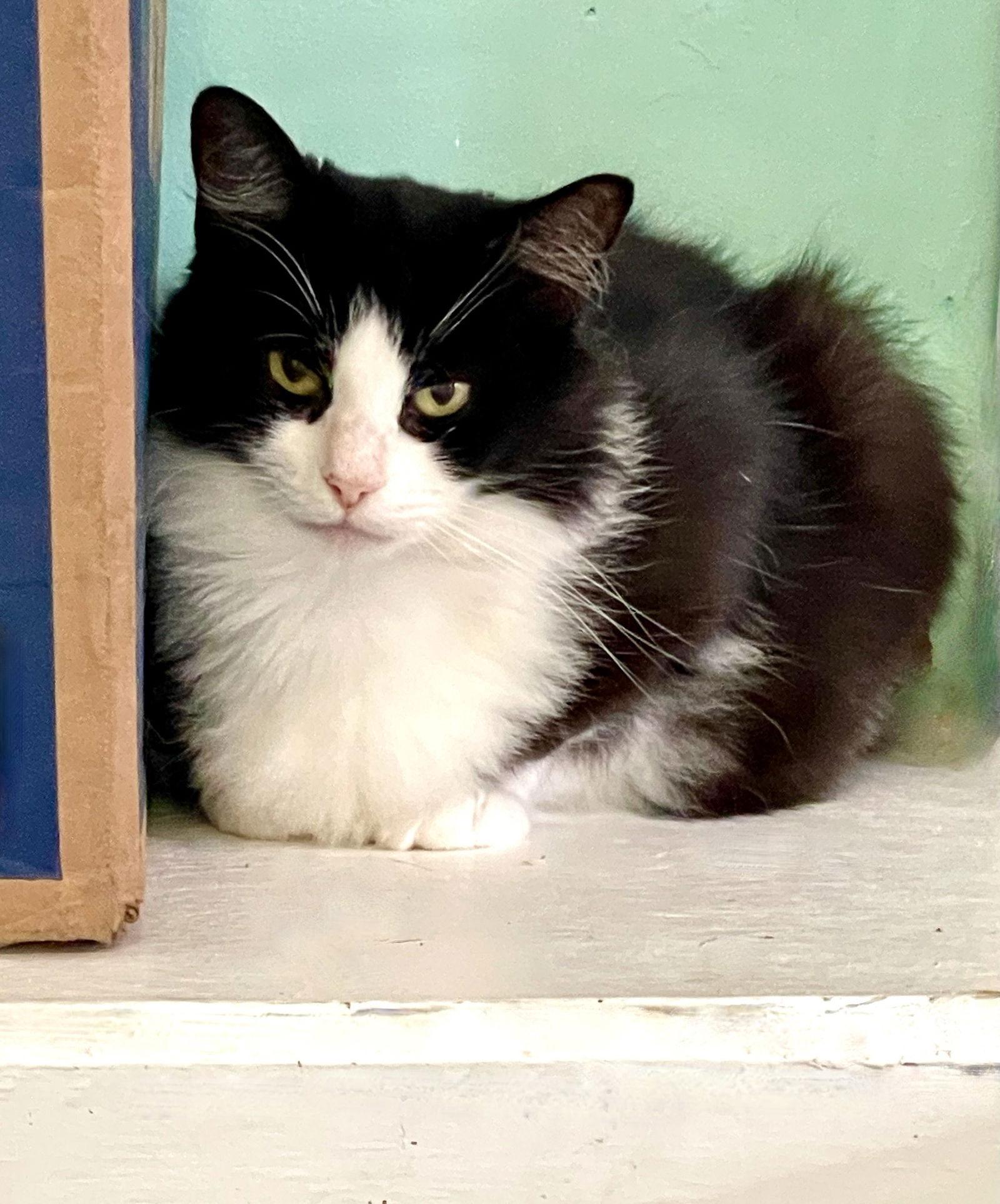 Enlarge Miara, a Adoptable mixed breed in Flint Hill, VA image 2/3