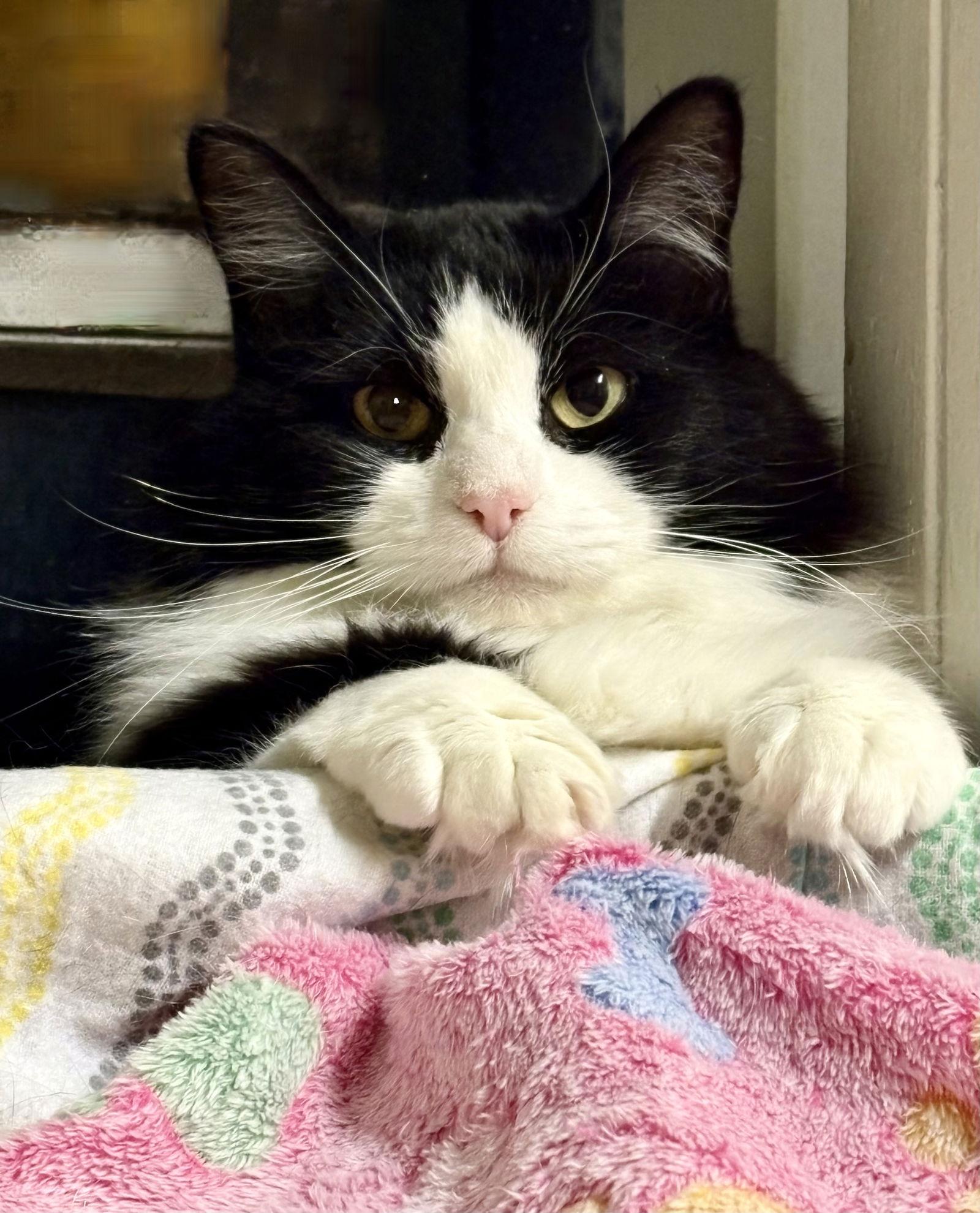 Enlarge Miara, a Adoptable mixed breed in Flint Hill, VA image 2/3