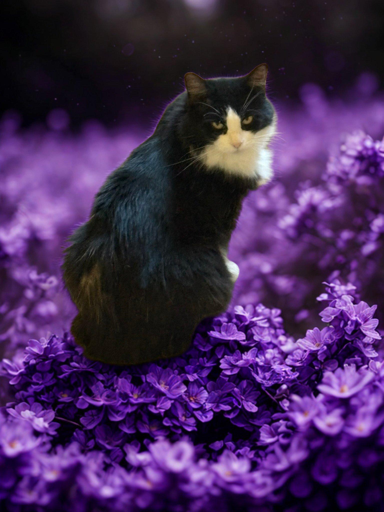 Enlarge Miara, a Adoptable mixed breed in Flint Hill, VA image 2/3