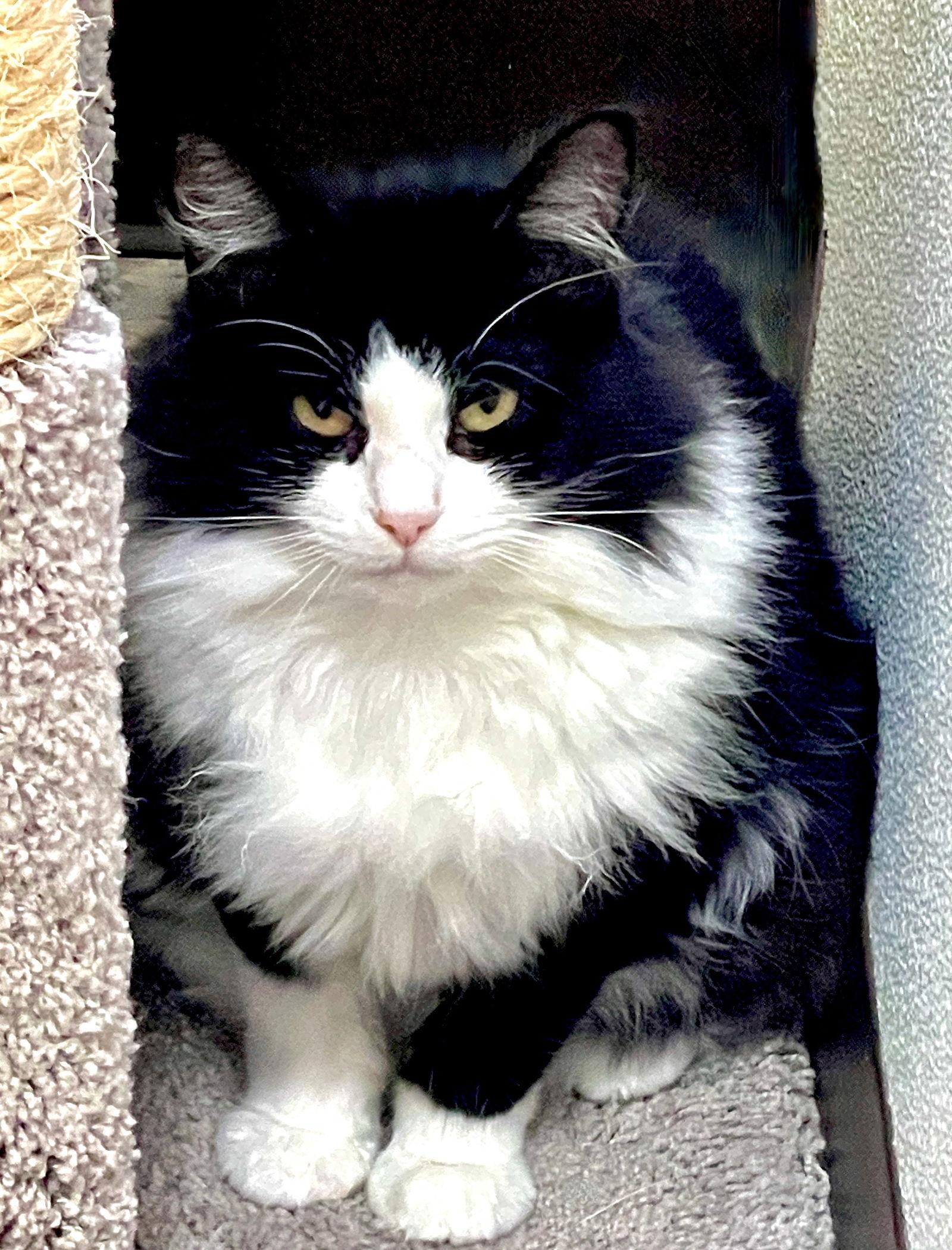 Enlarge Miara, a Adoptable mixed breed in Flint Hill, VA image 3/3