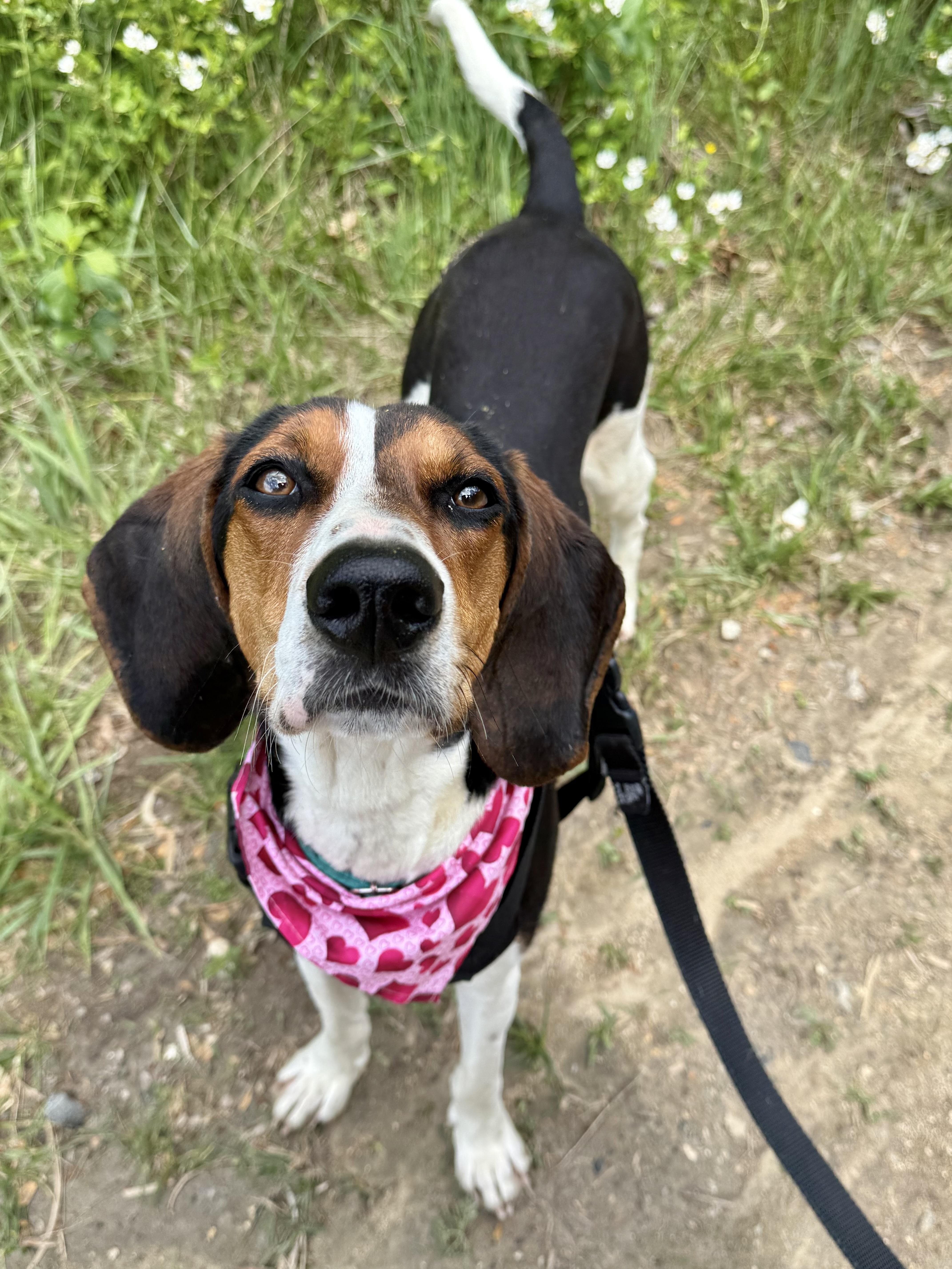 Summer Peach, a ADOPTABLE Treeing Walker Coonhound in Marshall, NC image 6/6