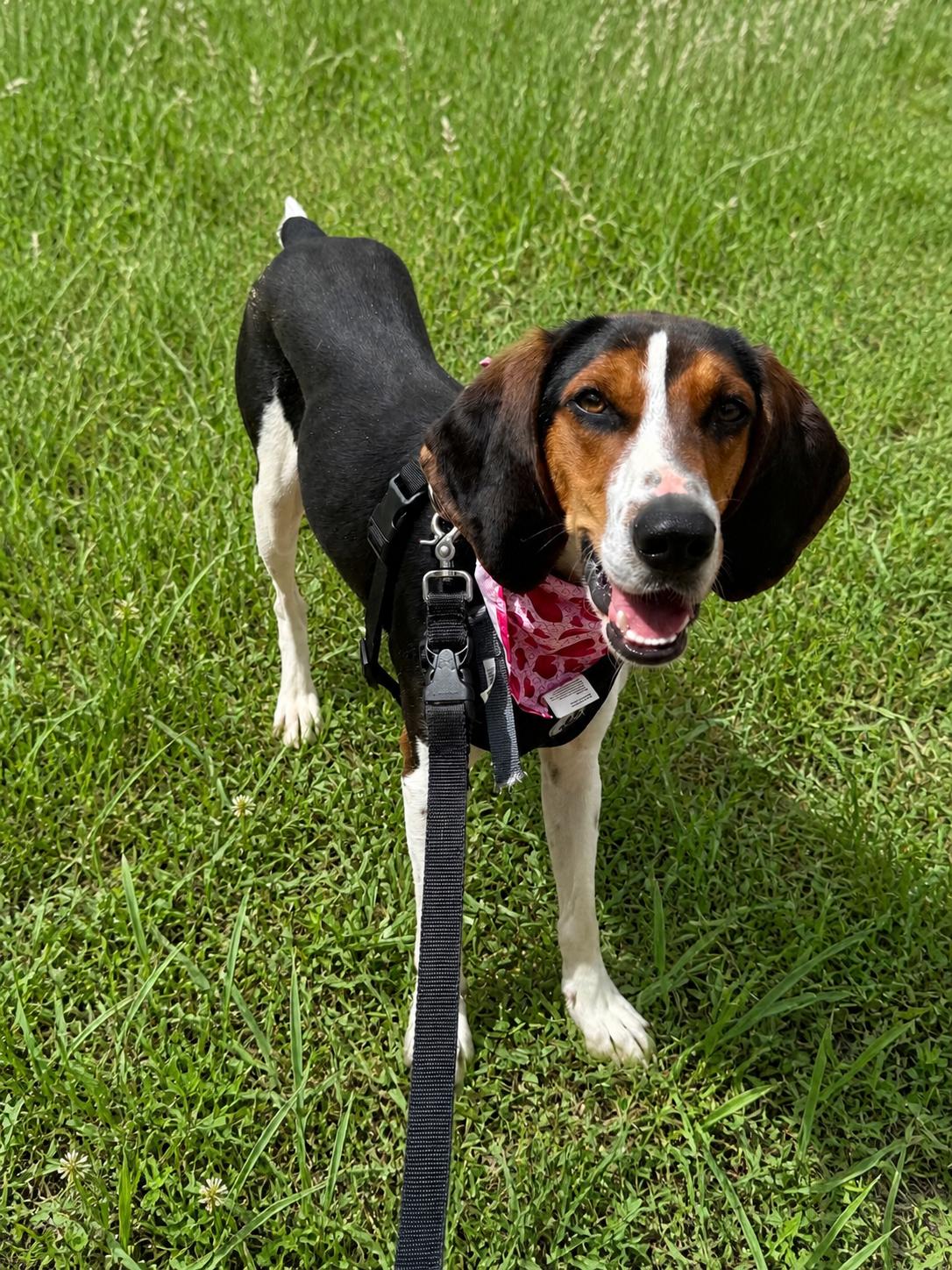 Summer Peach, a ADOPTABLE Treeing Walker Coonhound in Marshall, NC image 5/6