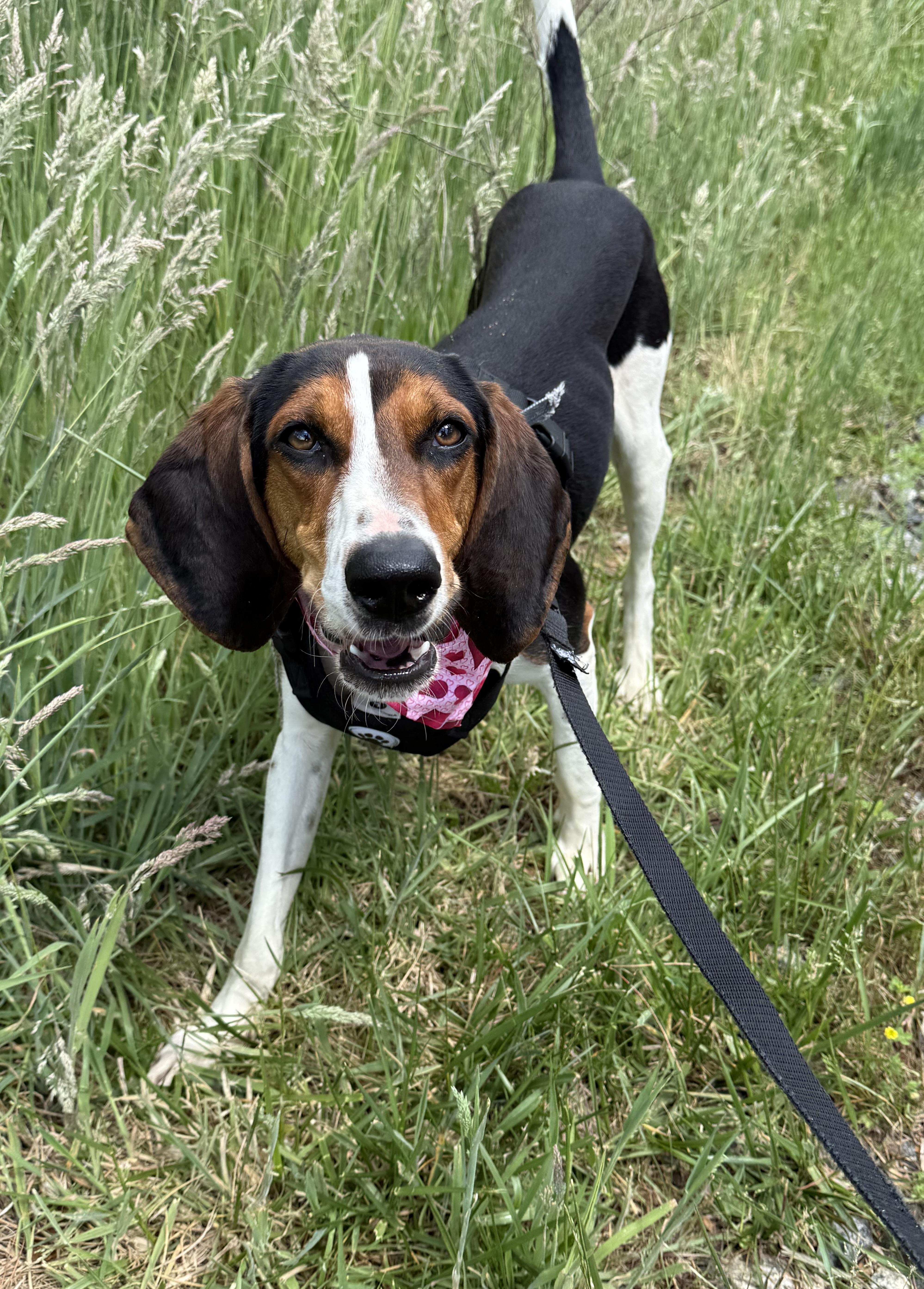 Summer Peach, ADOPTABLE, Young Female Treeing Walker Coonhound.