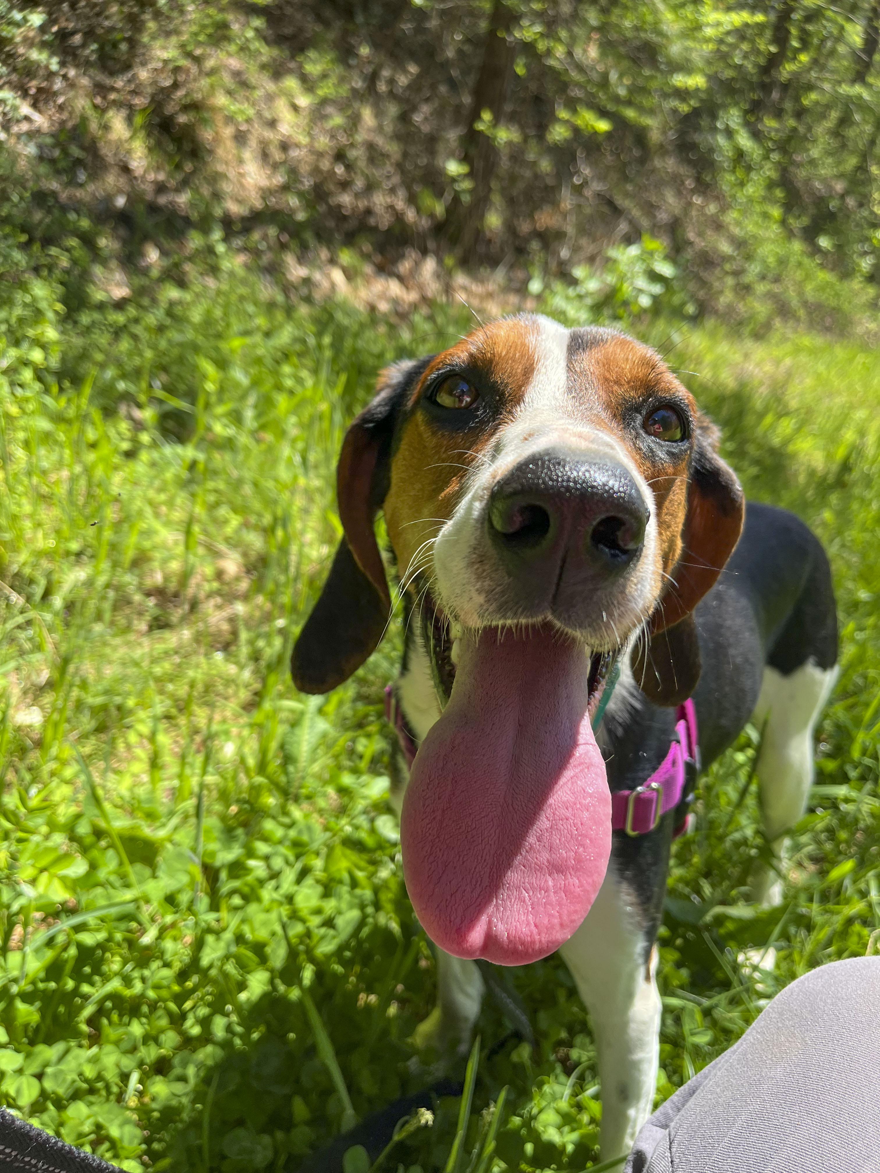 Summer Peach, a ADOPTABLE Treeing Walker Coonhound in Marshall, NC image 2/6
