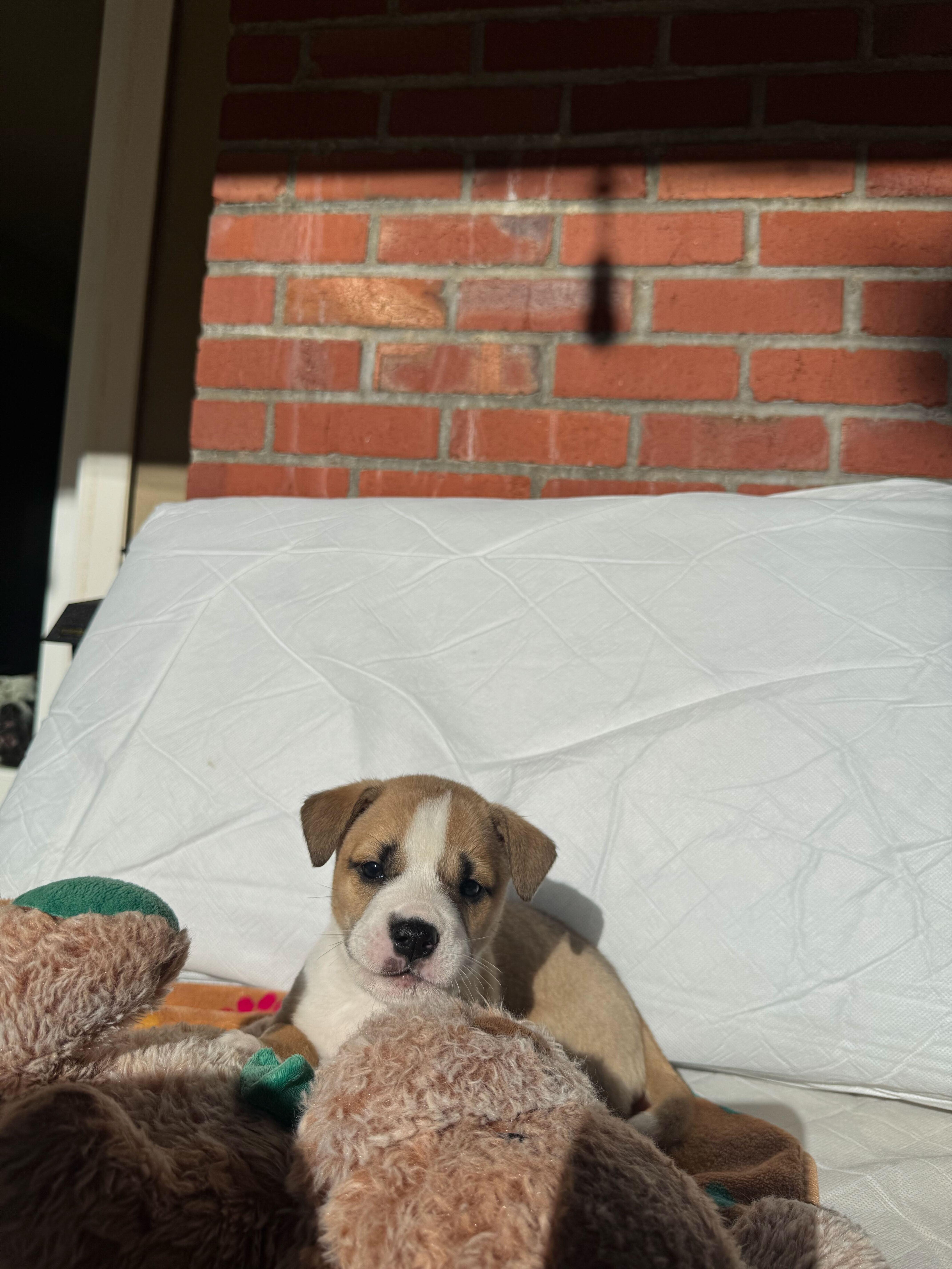 Tigger, Adoptable, Puppy Male English Bulldog & Siberian Husky.