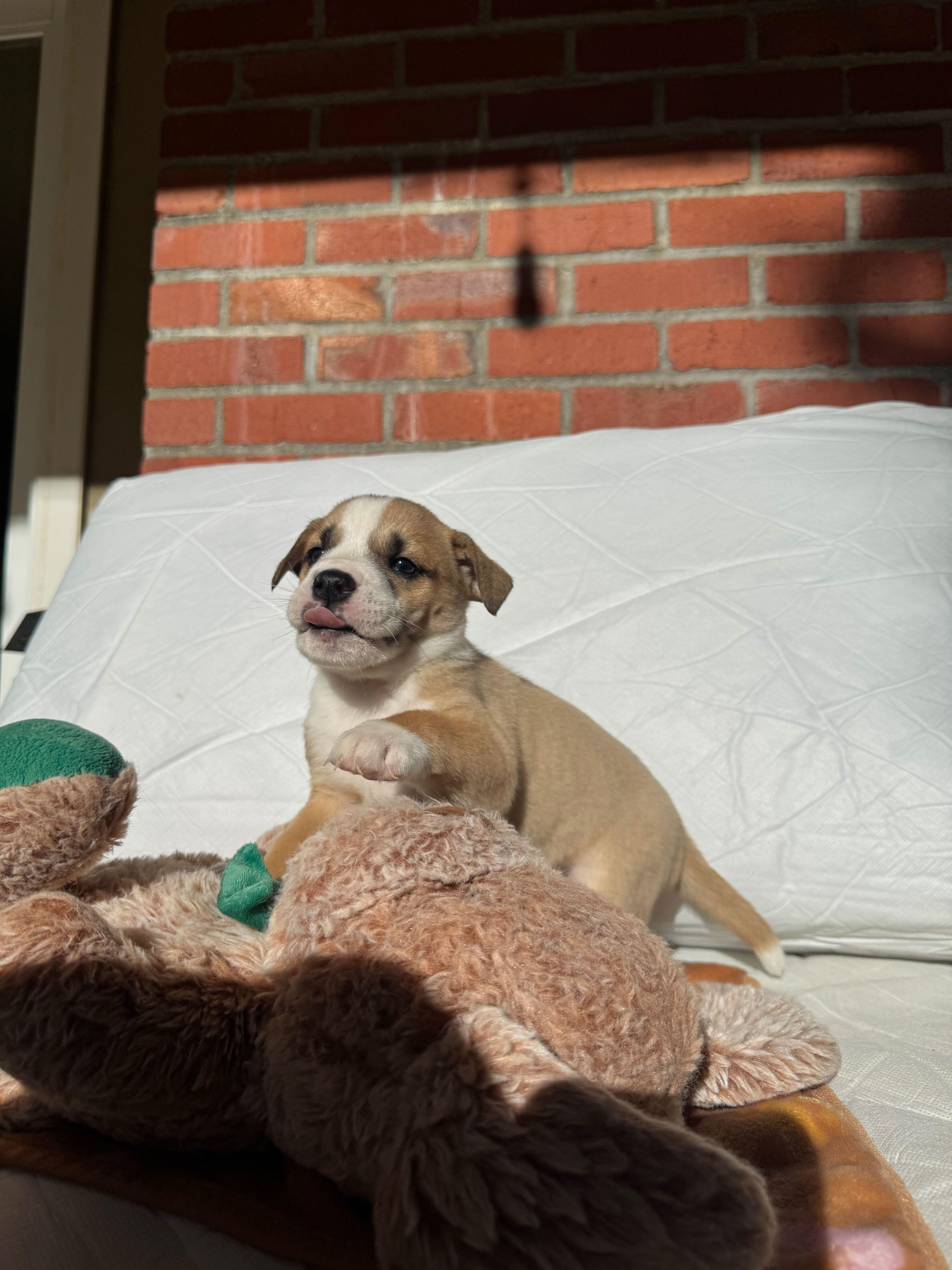 Enlarge Tigger, an adopted mixed breed in San Rafael, CA image 2/2