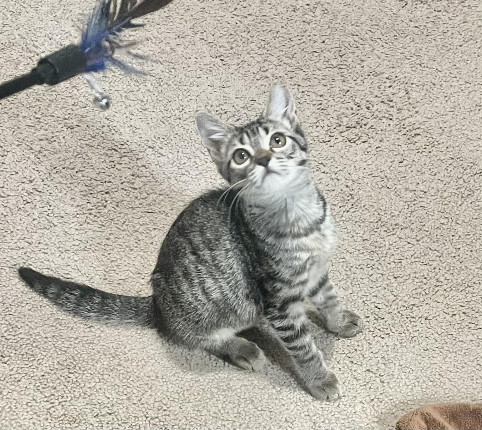 Dash (video to come!!), a Adoptable Domestic Short Hair in Vancouver, WA image 2/5