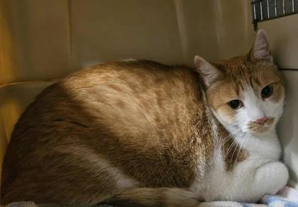 Enlarge Birch, a Adoptable mixed breed in Canon City, CO image 1/1