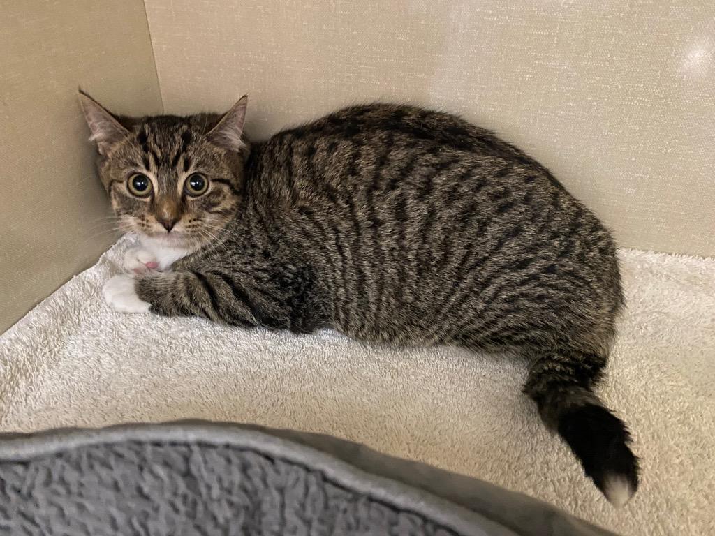 Enlarge Dorothy, a Adoptable mixed breed in Winnipeg, MB image 1/1