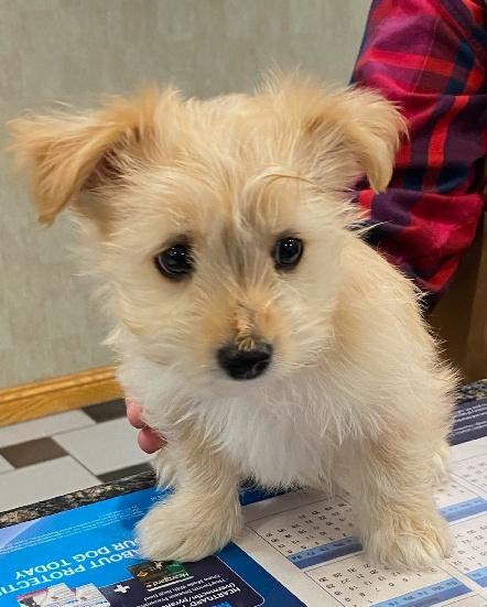 April, an adopted mixed breed in Nerstrand, MN image 1/2