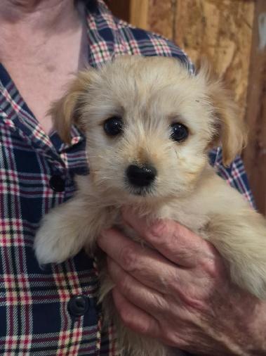 April, an adopted mixed breed in Nerstrand, MN image 2/2