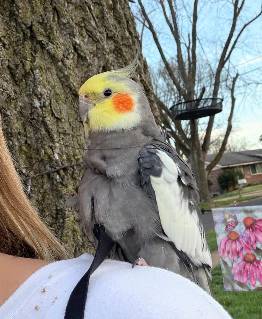 Enlarge Dusty, a Adoptable Cockatiel in Ballwin, MO image 1/6
