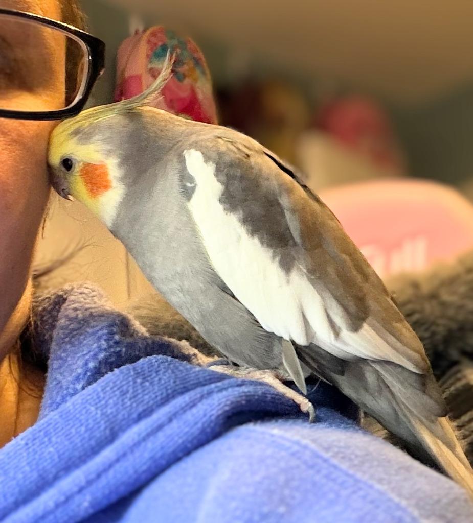 Enlarge Dusty, a Adoptable Cockatiel in Ballwin, MO image 3/6