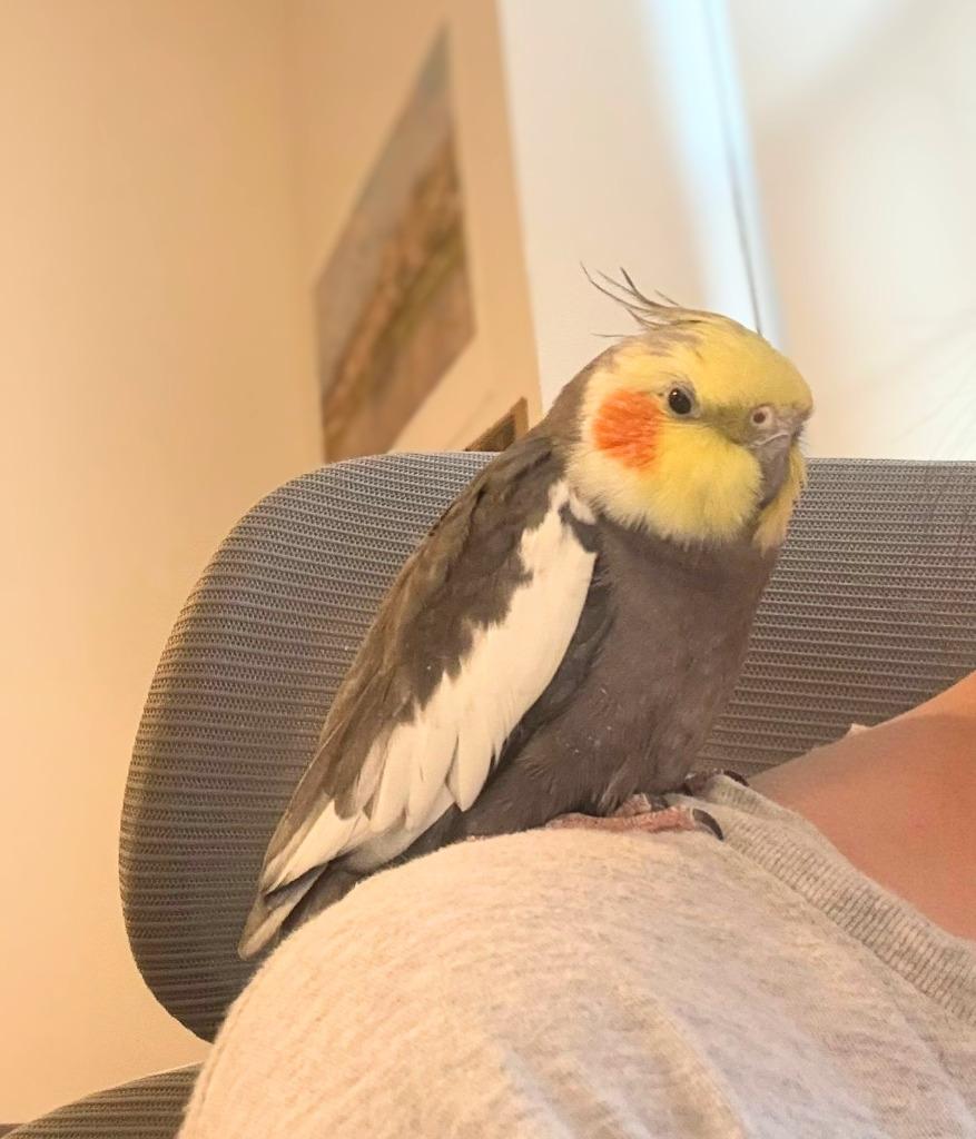 Enlarge Dusty, a Adoptable Cockatiel in Ballwin, MO image 4/6